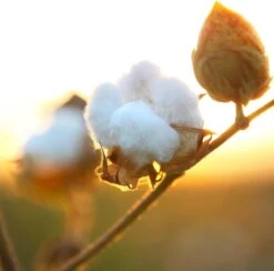 Air Wick Freshmatic Automatische Spray Luchtverfrisser - Pure Zachtheid Van Katoen Navulling - 3 Stuks - Voordeelverpakking -Schoonmaakproducten Winkel 1200x1183 1